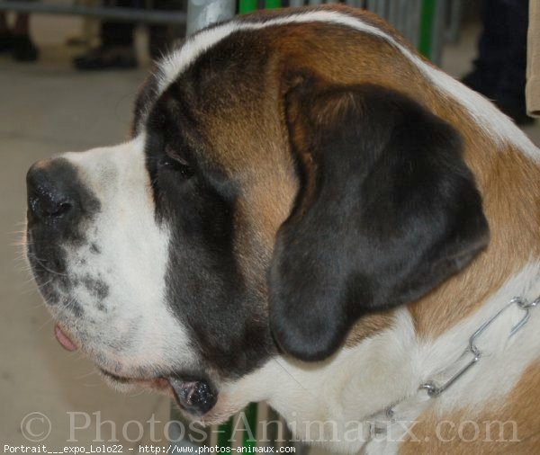 Photo de Saint-bernard poil long