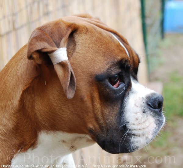 Photo de Boxer