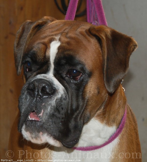 Photo de Boxer