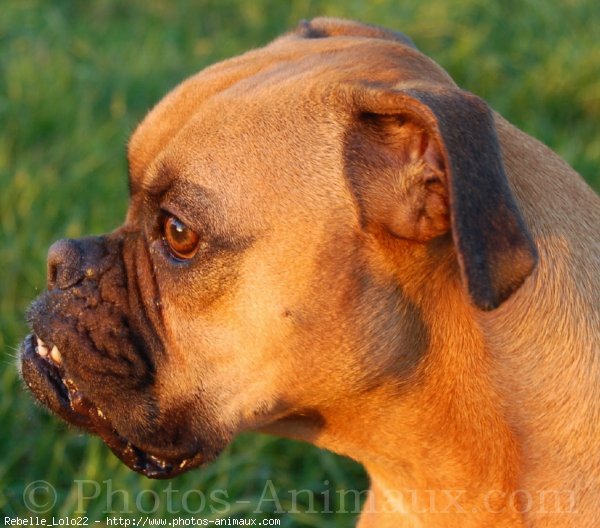 Photo de Boxer