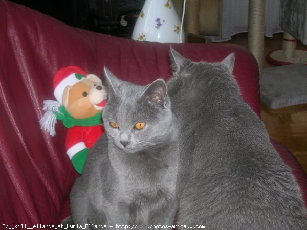 Photo de Chartreux