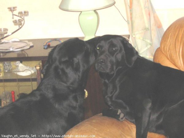 Photo de Labrador retriever