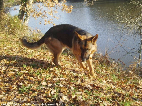 Photo de Berger allemand  poil court