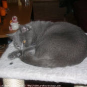 Photo de Chartreux