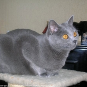 Photo de Chartreux