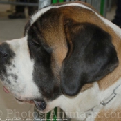 Photo de Saint-bernard poil long