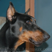 Photo de Dobermann