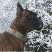 Photo de Boxer