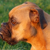 Photo de Boxer