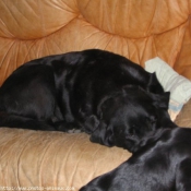 Photo de Labrador retriever