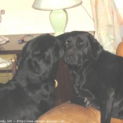 Photo de Labrador retriever