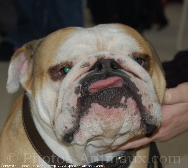 Photo de Bulldog