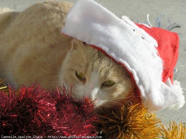 Photo de Chat domestique