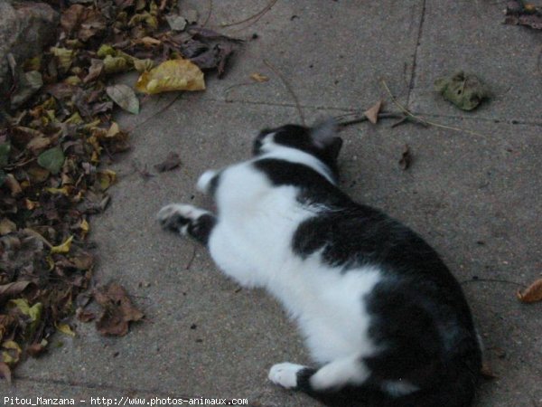 Photo de Chat domestique