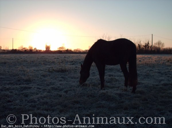 Photo de Trotteur franais