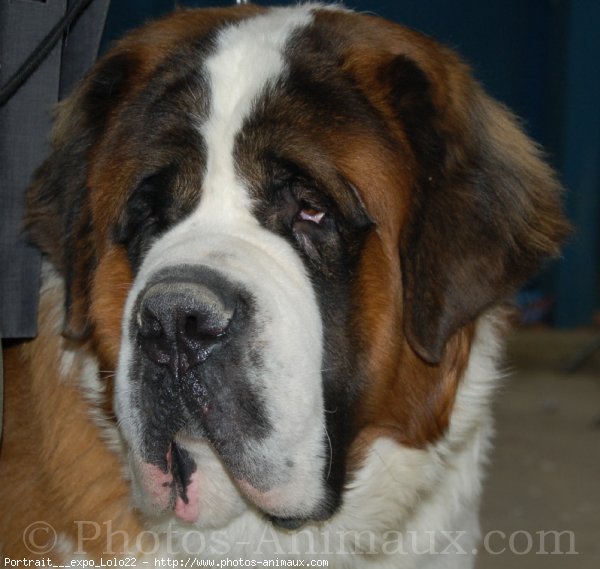 Photo de Saint-bernard poil long