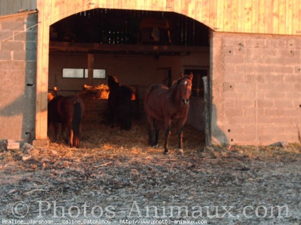 Photo de Races diffrentes