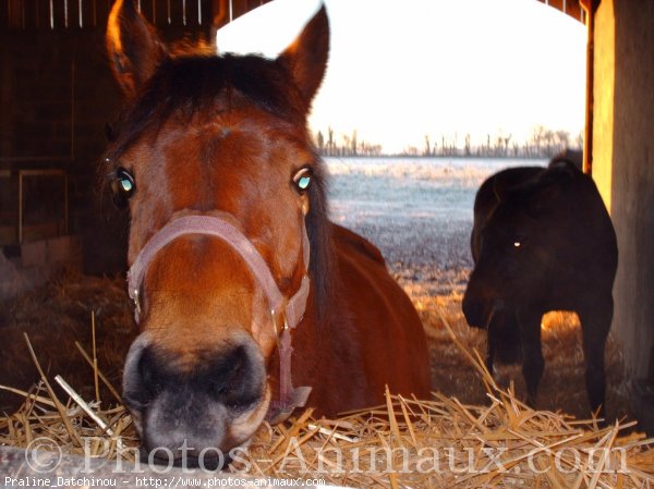 Photo de Races diffrentes