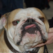 Photo de Bulldog