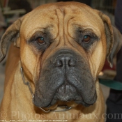 Photo de Bullmastiff