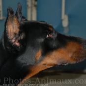 Photo de Dobermann