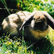 Photo de Lapin