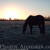 Photo de Trotteur franais