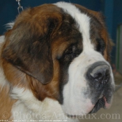 Photo de Saint-bernard poil long