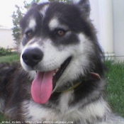 Photo de Malamute de l'alaska