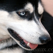 Photo de Husky siberien