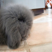 Photo de Lapin