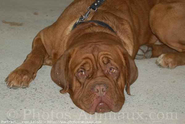 Photo de Dogue de bordeaux