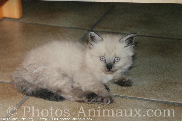 Photo de Sacr de birmanie