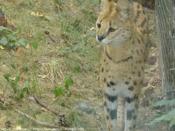 Photo de Serval