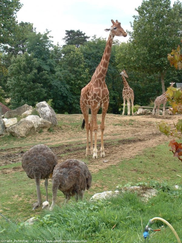 Photo de Girafe