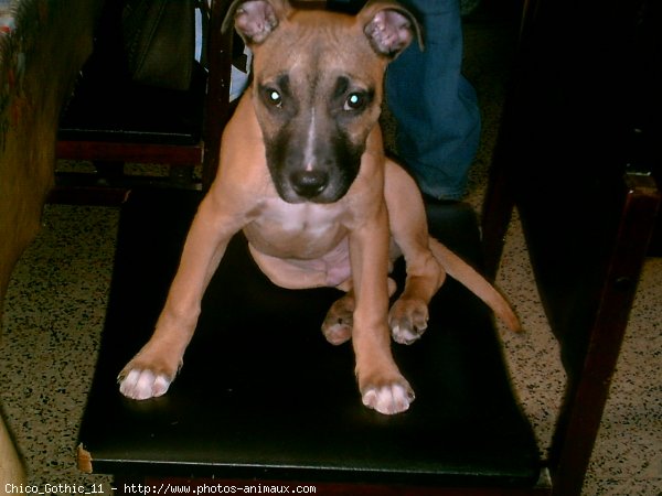 Photo d'American staffordshire terrier