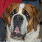 Photo de Saint-bernard poil long