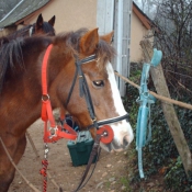 Photo de Poney franais de selle