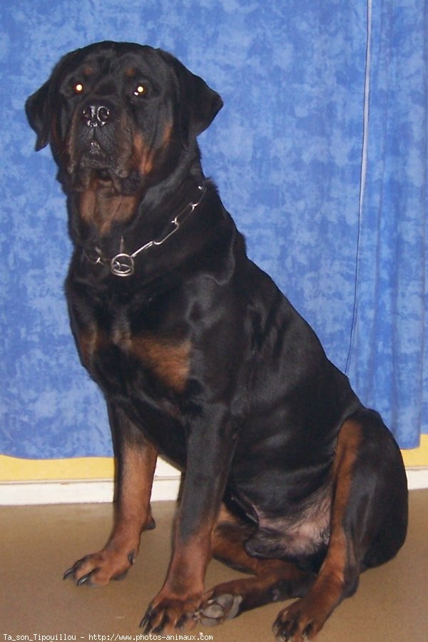 Photo de Rottweiler