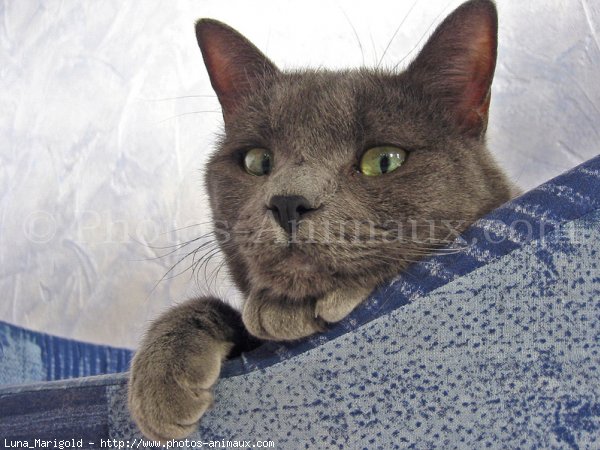 Photo de Chartreux