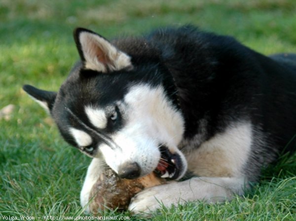 Photo de Husky siberien