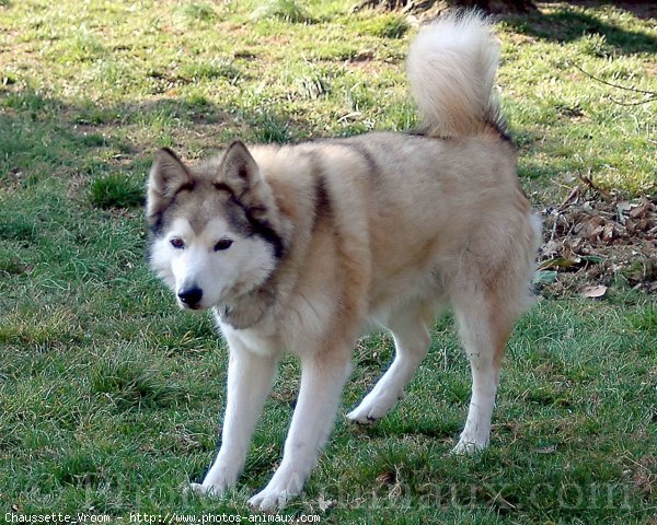 Photo de Husky siberien