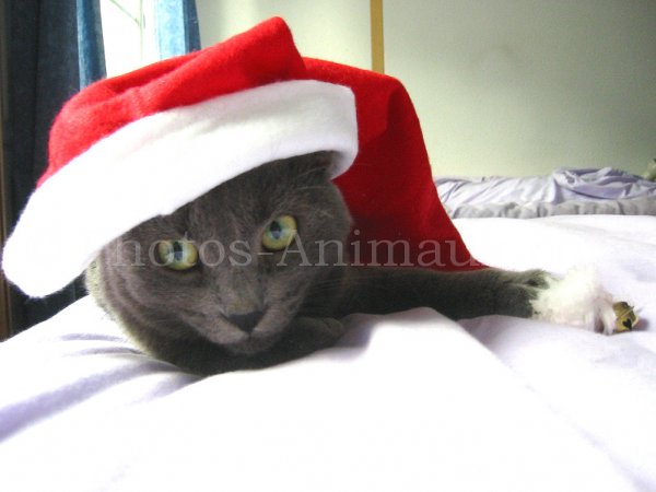 Photo de Chartreux