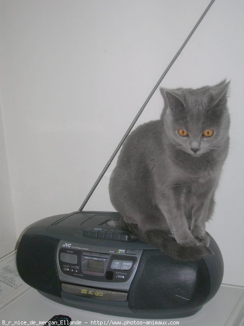 Photo de Chartreux