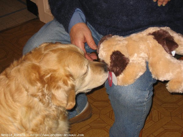 Photo de Golden retriever