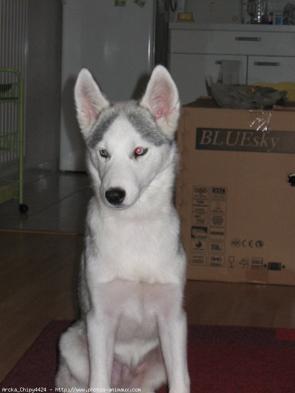 Photo de Husky siberien