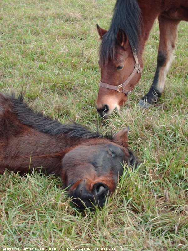 Photo de Races diffrentes