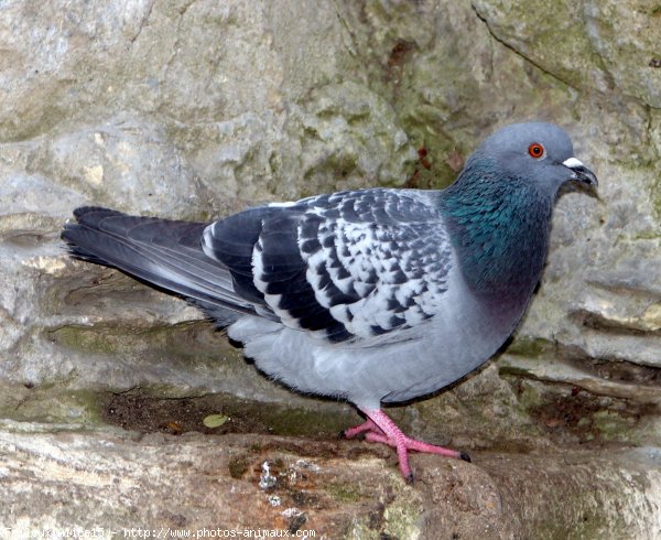 Photo de Pigeon