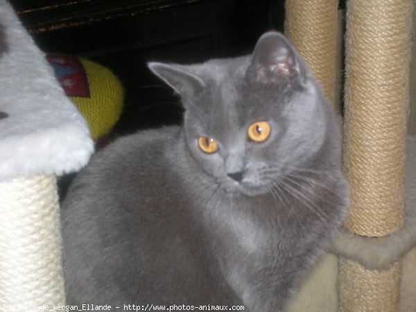 Photo de Chartreux