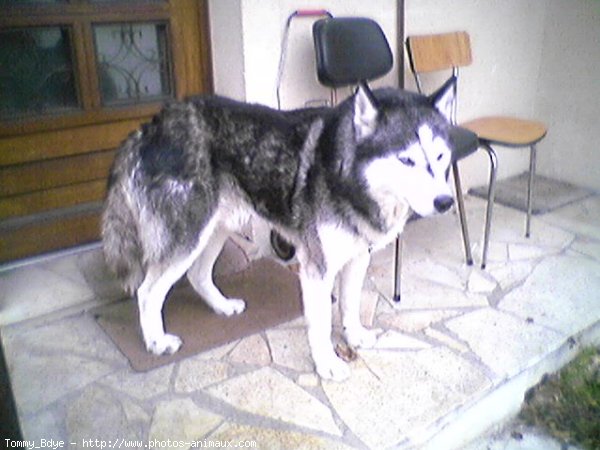 Photo de Husky siberien